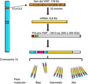 Representación del gen, el transcrito y la proteína del factor de von Willebrand. Se observa la localización del gen del factor de von Willebrand en el cromosoma 12, el mRNA maduro y el procesamiento de la proteína, desde el pre-pro-factor de von Willebrand, hasta la formación de los multímeros de alto peso molecular.