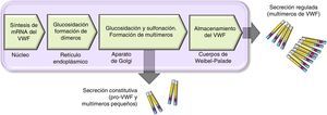 Esquema del procesamiento y secreción del factor de von Willebrand en células endoteliales. El VWF se forma en el retículo endoplásmico, donde se dimeriza glucosila. Los dímeros se trasportan al aparato de Golgi y continúan en los gránulos de secreción (cuerpos de Weibel-Palade), donde termina su maduración formando multímeros. Una pequeña cantidad de VWF inmaduro, dímeros y pequeños multímeros se liberan de manera constitutiva.
