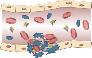 Descripción esquemática de la interacción del factor de von Willebrand y las plaquetas activadas durante la formación del tapón plaquetario en la hemostasia. Las plaquetas se adhieren de manera transitoria al factor de von Willebrand, y su función es actuar como un puente entre el receptor GpIb/IX en la superficie de las plaquetas y las fibrillas de colágeno del subendotelio.