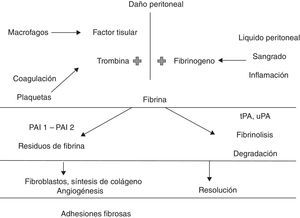 Fisiopatología de la formación de adherencias. PAI1:inhibidor del activador del plasminógeno-1; PAI2:inhibidor del activador del plasminógeno-2; tPA:activador tisular del plasminógeno; uPA:activador del plasminógeno tipo urocinasa.