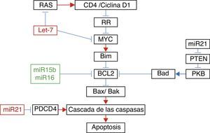 Relación entre diferentes microARN con sus genes blancos en apoptosis. Adaptado con autorización de Liu et al.22