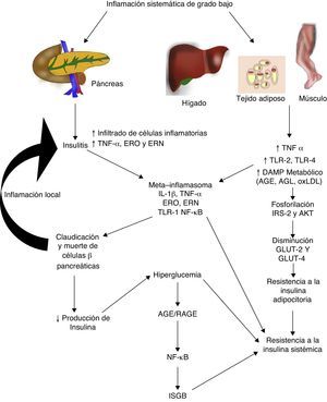La inflamación sistémica de grado bajo contribuye al desarrollo de la resistencia a la insulina por distintas vías. AGE: productos terminales de glucosilación avanzada; AGL: ácidos grasos libres; AKT: proteína cinasa B; ERN: especies reactivas del nitrógeno; ERO: especies reactivas del oxígeno; GLUT: proteínas transportadoras de glucosa; IL: interleucina; ISGB: inflamación sistémica de grado bajo; IRS: sustrato del receptor de insulina; NF-κβ: factor nuclear kappa beta; oxLDL: lipoproteínas de baja densidad oxidadas; RAGE: receptor de productos terminales de glucosilación avanzada; TLR: receptor tipo toll; TNF: factor de necrosis tumoral.