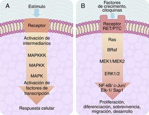 A) Esquema de una cascada de señalización intracelular activada por receptor de membrana el cual activa «corriente abajo» una serie de cinasas agrupadas una tras otra en secuencia MAPKKK-MAPKK-MAPK y termina en la activación de un factor de transcripción que origina una respuesta celular. B) Esquema de activación del factor de transcripción ERK-1/2 a través del sistema de señalización intracelular de cinasas en el cáncer de tiroides. La activación inicial es a través de un receptor de membrana tipo tirosincinasa (RET/PTC) y se continúa «corriente abajo» a través de la secuencia de las cinasas Ras/B-Raf/MEK-1/2.