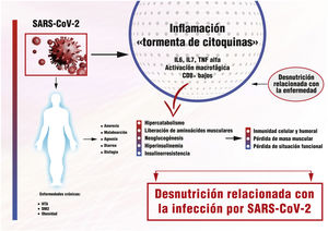 Relación entre infección por SARS-CoV-2, inflamación y aparición de desnutrición. La infección en el paciente, que puede tener enfermedades crónicas previas, da lugar a una «tormenta de citoquinas» que por varios mecanismos provoca la aparición de desnutrición.