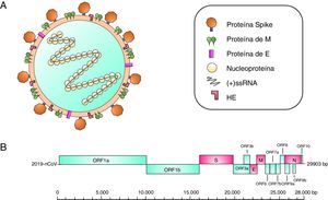 A) Partícula de coronavirus. Este tipo de virus contiene un material genético de ARN de hebra sencilla de polaridad positiva [(+) ssARN], con un tamaño de 27-32kilobases. Está constituido por una nucleocápside y esta a su vez está compuesta por (+) ssARN y la Nucleoproteína; esta estructura está cubierta de una bicapa lipídica. Aquí se encuentran otras proteínas estructurales del coronavirus como es la proteína Spike que cubre esta partícula viral, así como dímeros de Hemaglutinina-Esterasa (HE); también consta la proteína de Envoltura (E) altamente hidrofóbica y la proteína de Membrana (M), la más abundante en la superficie del virión. B) Organización de los genes en el genoma 2019-nCoV. Los genes estructurales se muestran de color rosa y los genes no estructurales de color azul.