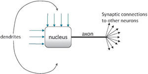 Simplified biological neuron.