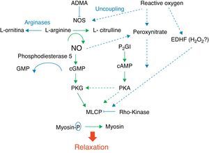Factors responsible for pulmonary vascular relaxation. ADMA, asymmetric dimethylarginine; EDHF, endothelial hyperpolarizing factor; H2O2, hydrogen peroxide; MLCP, myosin light chain phosphatase; NOS, nitric oxide synthase; PGI, prostacyclin; PKA,protein kinase A; PKG, protein kinase G.