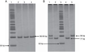 Panel A. Polyacrylamide gel electrophoresis showing polymerase chain reaction amplification of 99 pb fragment of -675 4G/5G polymorphism. Lane 1: 50bp DNA ladder; lanes 2, 3, and 4 PCR product 98-99bp. Panel B. Polyacrylamide gel electrophoresis showing pattern restriction of -675 4G/5G polymorphism. Lane 1: 4G/5G genotype; lanes 2 and 4: 5G/5G genotype; lane 3: 50bp DNA ladder; lane 5: 4G/4G genotype.