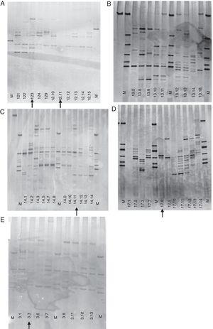 Polymerase chain reaction – denaturing gradient gel electrophoresis (PCR-DGGE) profiles of exclusive (A–D) and predominant (E) breastfeeding children. (A) child #12; (B) child #13, (C) child #14, (D) child #17; (E) child #3. The administration of antibiotic is indicated by the arrow.