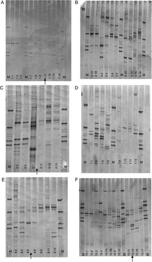 Polymerase chain reaction – denaturing gradient gel electrophoresis (PCR-DGGE) profiles of complementary breastfeeding children: children #1, #2, #6, #7, #8, and #15. The administration of antibiotic is indicated by the arrows.