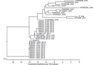 Phylogenetic tree of isolated virus during the outbreaks.