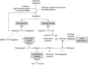 Interrelationship between the four plasma mediator systems triggered by the activation of factor XII (Hageman factor). Source: Kumar et al.21