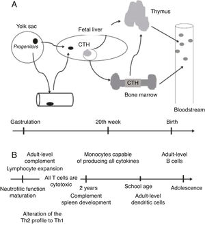 Immune system ontogeny. Adapted from Ygberg and Nilsson1.