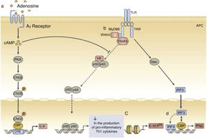 Function of neonatal human monocytes and antigen-presenting cells at different stages of intracellular signaling pathways. a, High concentrations of adenosine in neonatal blood plasma act through adenosine A3 receptors in neonatal mononuclear cells to induce high intracellular concentrations of cyclic AMP (cAMP). Dependent and independent protein kinase A (PKA) pathways can inhibit the tumor necrosis factor mediated by the Toll-like receptor 2 (TLR2), which preserves the production of interleukin-6 (IL-6). b, Neonatal monocytes have decreased expression of MyD88, a key adapter molecule for TLR-mediated signaling. c, Failure in the nucleosome remodeling of the Il12p35 gene promoter contributes to the decrease in TLR-mediated IL-12 p35 production by neonatal dendritic cells (DCs), an example of distinct regulation of neonatal cytokine production at the chromatin level. d, The lipopolysaccharide (LPS)-induced association of interferon (IFN) with regulatory factor 3 (IRF3) with cAMP-responsive element-binding protein (CREB) - binding protein (CBP) and DNA IRF3 binding are reduced in human neonates, resulting in impaired IFN receptor expression. Adapted from Levy6.
