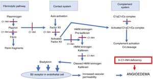Sites of the C1 esterase inhibitor action in the complement system, contact system and fibrinolytic pathway. C1-INH, C1 esterase inhibitor; HAE-C1-INH, hereditary angioedema due to C1-inhibitor deficiency; HMW kininogen, high-molecular-weight kininogen; C1qC1rCs, components q, r and s of the first fraction of the complement; C4, component C4 of the complement. C1-INH physiologically inhibits the complement system, the fibrinolytic pathway and the contact system. The sites of C1-INH action in these pathways are indicated with a red line. In HAE-C1-INH there is a deficiency of C1-INH, with greater activation of these systems, which interact with each other with higher production of bradykinin that binds to B2 receptors in the endothelial cell, increasing vascular permeability with the formation of angioedema.
