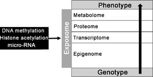 Schematic representation of the exosome.