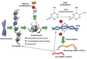 Types of epigenetic alterations: DNA methylation, histone modifications and microRNA (miRNA).