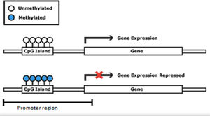 Gene promoter region with methylated and unmethylated CpG islands.