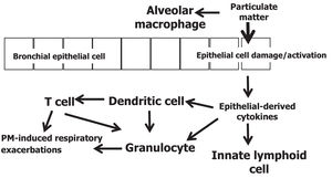 Interaction between particulate matter and immune system cells involved in respiratory tract homeostasis – Adapted from Glencross et al., 2020.12