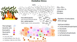 Oxidative stress induced by wild fire smoke leads to damages in the airway epithelial cells. Alarmins are proteins released by cells in response to injures, initiating the inflammatory response, including: IL (interleukin); TSLP (thymic stromal lymphopoietin); PGs (prostaglandins); TXs (thromboxanes); LTs (leukotrienes); TNF (tumor necrosis factor). Adapted from Bowman et al.21