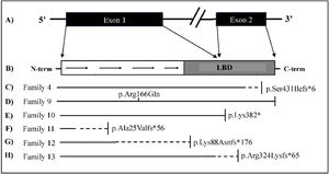 Schematic representation of the NR0B1 gene and the variants identified in the patients studied. A. Schematic of the NR0B1 gene: exon 1 encoding the DNA-binding domain (DBD) in the amino-terminal portion (N-term) and part of the ligand-binding domain (LBD) and exon 2 encoding the final portion of the LDB in the carboxy-terminal portion (C-term). Below are represented: B) Receptor domains. C*) Schematic representation of the consequence of the frameshift variant found in family 4. D) Missense variant found in family 8. E) Nonsense variant found in family 9, with the stop codon represented by the vertical line. F, G and H*) Frameshift variants found 10, 11 and 12. * The solid line represents the intact protein, the dashed line represents the truncated region, with the premature stop codon represented by the vertical line.