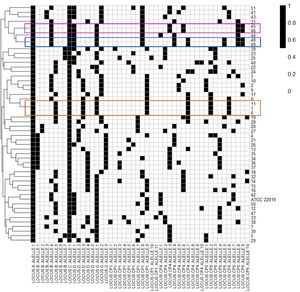 Allelic profile of C. parapsilosis stricto sensu isolates grouped in dendogram by genetic similarity. The lines indicate the number (id) of isolates. The black square indicates the presence of an amplification product. The columns correspond to an allele of the respective polymorphic microsatellite marker (8 gene loci). Isolates with the same allelic profile (clones) are highlighted.
