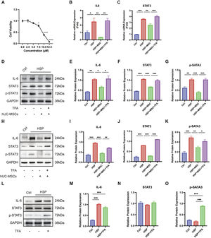 hUC-MSCs inhibit STAT3 activation in HSP-stimulated endothelial and immune cells. (A) CCK-8 assay assessing colivelin TFA cytotoxicity in HUVECs, identifying 5.0 μM as a non-cytotoxic working concentration. (B-C) Relative mRNA expression of IL6 and STAT3 in HUVECs exposed to control serum (Ctrl), HSP serum (HSP), HSP serum co-cultured with hUC-MSCs (HSP+MSC), or HSP serum co-cultured with hUC-MSCs and colivelin TFA (HSP+MSC+TFA). (D) Western blot analysis of IL-6, STAT3, and phosphorylated STAT3 (p-STAT3) in HUVECs; GAPDH served as a loading control. (E-G) Quantification of corresponding protein levels. (H) Western blots analysis of IL-6, STAT3, and p-STAT3 in CD4+ T cells under the indicated treatment conditions. (I-J) Quantification of protein expression in CD4+ T cells. (L) Western blot analysis of IL-6, STAT3, and p-STAT3 in hUC-MSCs cultured with Ctrl serum, HSP serum, or HSP serum plus colivelin TFA. (M-O) Quantification of protein expression in hUC-MSCs. Data are mean ± SEM; n = 3 independent experiments. * P < 0.05, ** P < 0.01, *** P < 0.001.