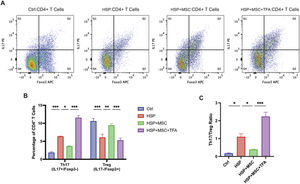 hUC-MSCs restore Th17/Treg balance in HSP rats through STAT3 inhibition. Flow cytometric analysis of splenic CD4+ T cells. (A) Gating strategy for Th17 (CD4+IL-17A+) and Treg (CD4+Foxp3+) subsets. (B) Percentages of Th17 and Treg cells. (C) Th17/Treg ratio across groups: healthy control (Ctrl), HSP model (HSP), hUC-MSCs treated (HSP+MSC), and hUC-MSCs + colivelin TFA treated (HSP+MSC+TFA). hUC-MSCs normalized Th17/Treg balance, whereas colivelin TFA negated this effect. n = 10 rats per group, * P < 0.05, ** P < 0.01, *** P < 0.001.