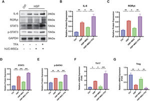hUC-MSCs downregulate STAT3 signaling and re-establish Th17/Treg homeostasis. (A)Western blot of IL-6, STAT3, p-STAT3, and RORγt in spleen tissues from Ctrl, HSP, HSP+MSC, and HSP+MSC+TFA groups. (B–E) Quantification of IL-6, RORγt, STAT3, and p-STAT3 expression. (F–G) Relative mRNA expression of Th17- and Treg-associated markers. hUC-MSCs suppressed STAT3 activation and RORγt expression, reducing Th17 expansion and partially restoring Treg levels. Colivelin TFA reversed these effects. Data are mean ± SEM, n = 3 independent experiments. * p < 0.05, ** p < 0.01, *** p < 0.001.