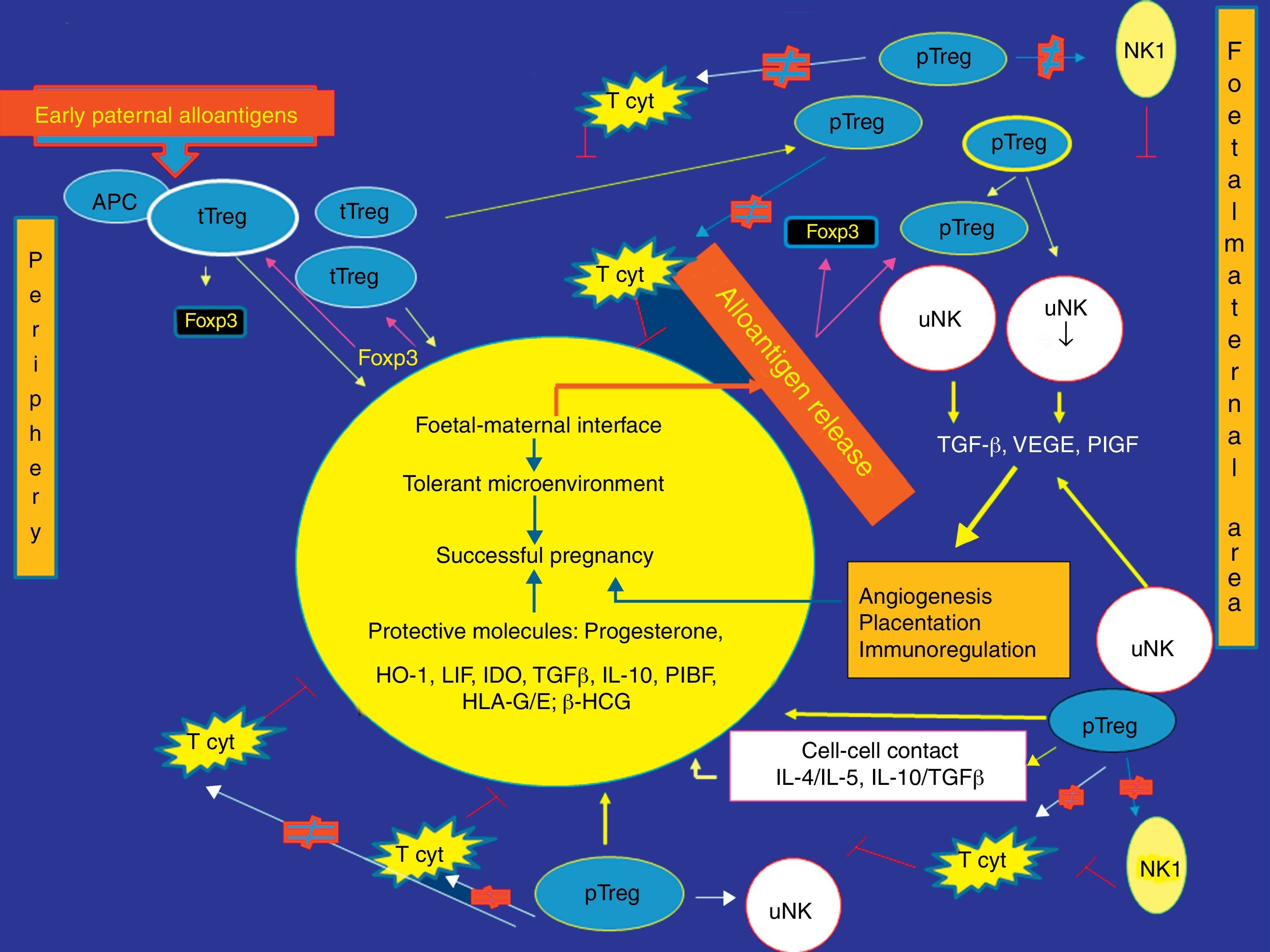 Regulatory T cells, maternal–foetal immune tolerance and recurrent ...
