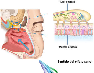 Transmisión de olores a través del neuroepitelio olfatorio.