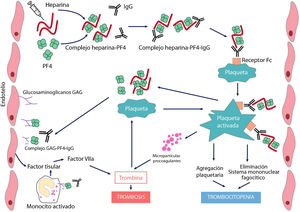 Fisiopatología de la trombopenia inducida por heparina El tratamiento con el anticoagulante polianiónico heparina favorece la formación de complejos con el factor 4 plaquetario (PF4) cargado positivamente. Estos complejos expresan neoepítopos que inducen la formación de anticuerpos por las células plasmáticas. Los complejos inmunes resultantes activan las plaquetas y promueven la formación de micropartículas procoagulantes y la generación de trombina. Los anticuerpos patogénicos también reconocen PF4 ligado a heparán sulfato y otros glicosaminoglicanos, induciendo activación del endotelio y monocitos y promoviendo la generación de factor tisular. La consecuencia será la aparición de trombosis en pacientes con TIH.