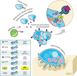 Regulación de la fisiología del osteoclasto. El macrophage colony-stimulating factor (M-CSF, «factor estimulante de las colonias de macrófagos») es clave para la diferenciación desde la célula madre de estirpe osteoclasto/macrófago al osteoclasto. La fusión de los precursores de osteoclastos para formar osteoclastos maduros requiere dendritic cell specific transmembrane protein (DC-STAMP, «proteína transmembrana específica de las células dendríticas». Para la diferenciación y activación del osteoclasto es necesaria la activación del receptor activator for nuclear factor κ B ligand (RANK, «receptor activador del factor nuclear kappa B»). La unión del ligando del receptor activador del factor nuclear kappa B (RANKL), liberado por los osteoblastos, con el RANK, presente en la membrana celular de los osteoclastos, da lugar a la activación del factor nuclear potenciador de las cadenas ligeras kappa en las células B (NFκB). Este permanece en su estado inactivo el citosol celular formando un complejo con la proteína inhibitoria IκBα. La unión de RANKL y RANK da lugar a la activación de la cinasa IκB (IKK). Esta cinasa fosforila la proteína IκBα lo que provoca la ubiquitinación y disociación del complejo NFκB+IκBα. El NFκB así activado entra en el núcleo, uniéndose al ácido desoxirribonucleico (ADN) y dando lugar a la activación del ácido ribonucleico (ARN) mensajero y la formación de proteínas que provoca un cambio en la función celular. RANK también está implicado en la regulación de la autofagia. La interacción con p62 es clave para la activación de NFκB, facilitando la traducción de la señal del RANK. El tumor necrosis factor 6 receptor (TRAF6, «factor 6 asociado con el receptor del factor de necrosis tumoral) y el CYLD (cilindromatosis conservada) participan en la activación. La osteoprotegerina (OPG) es una proteína soluble con una gran similitud estructural con el RANKL, también liberado por los osteocitos, y que compite con este en su unión con RANK regulando a la baja la activación del NFκB al evitar la unión RANKL-RANK. La valosin-containing protein (VCP, «proteína contenedora de valosina») y la optineurina (OPTN) participan en la regulación de la señalización del NFκB.