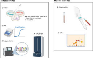 Diagnóstico de Francisella tularensis. A) Métodos directos de detección del patógeno (1) cultivo, (2) PCR, (3) Secuenciación genómica (WGS), (4) MALDI-TOF. B) Métodos indirectos a partir de suero del paciente (1) aglutinación en tubo y (2) ELISA. ELISA: ensayo por inmunoabsorción ligado a enzimas (Enzyme-Linked Immunosorbent Assay); MALDI-TOF: desorción/ionización láser asistida por matriz con analizador de tiempo de vuelo (Matrix-Assisted Laser Desorption/Ionization Time-Of-Flight); PCR: reacción en cadena de la polimerasa (Polymerase Chain Reaction); WGS: secuenciación genómica completa (Whole Genome Sequencing).