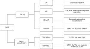 Clasificación de degeneración lobular frontotemporal (DLFT). DCB: degeneración corticobasal; DLFT-U: DLFT-ubicuitin (+); ECIB: enfermedad con cuerpos de inclusión basódilos; EINFI: enfermedad con inclusiones intraneuronales de filamentos intermedios; EMN: enfermedad de motoneurona; PSP: parálisis supranuclear progresiva. *También conocida con DFT con parkinsonismo ligado al cromosoma 17.