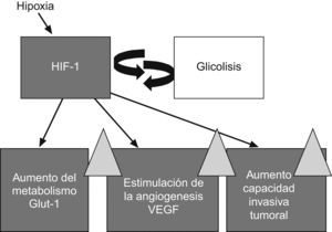 Influencia de la hipoxia. La hipoxia estimula la formación de factor inducido por la hipoxia-1 que promueve la angiogénesis (VEGF), acelera el metabolismo (transportador de glucosa) y selecciona clones celulares agresivos.