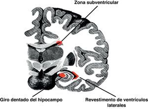 Las células madres neuronales se encuentran en la zona subventricular (entre el núcleo caudado y el ventrículo lateral), zona subgranular del giro dentado del hipocampo y revestimiento de los ventrículos laterales.