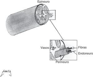 Esquema que muestra la estructura de un nervio periférico.