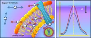 Kurtosis. La interacción de las moléculas de agua con las membranas celulares sigue una distribución no gaussiana (flechas rojas) que se aleja de la distribución normal del movimiento de las moléculas de agua en el espacio extracelular (flechas azules). La Kurtosis refleja la diferencia de dicha distribución no gaussiana con respecto a la distribución normal, que será mayor cuanto más heterogéneo sea el tejido a estudiar.