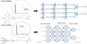 Comparativa entre la neurona biológica y la artificial y la red neuronal biológica y la artificial. La red neuronal artificial se divide en 3 partes principales: la capa de entrada es una capa de perceptrones especializados en recibir la información; las capas ocultas son aquellas capas capaces de extraer las características de los datos e ir transformándolos en busca de la mejor representación del problema a resolver, y la capa de salida es una capa preparada para ofrecer la información de salida, como, por ejemplo, en los problemas de clasificación, la clase a la que corresponde la imagen de entrada según la predicción de la red.