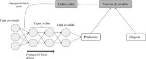 El proceso de aprendizaje supervisado (el entrenamiento). Mediante la función depérdida se cuantifica la diferencia entre la predicción de la red y la etiqueta de cada entrada; a continuación, a través de la propagación hacia atrás de este error y del algoritmo de optimización, se ajustan los pesos de las distintas neuronas hasta que correspondan con un mínimo en la función de pérdida.