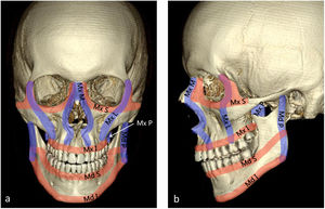 a y b) Contrafuertes del macizo facial. Verticales: maxilar medial (Mx M), maxilar lateral (Mx L), maxilar posterior (Mx P) y mandibular posterior (Md P). Horizontales: maxilar superior (Mx S), maxilar inferior (Mx I), mandibular superior (Md S) y mandibular inferior (Md I).