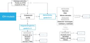 Esquema de clasificación de los gliomas IDH-mutados en adultos. El recuadro discontinuo resalta los escenarios en los que la patología molecular puede determinar un tumor de grado 4 independientemente de la histología. IDH: gen isocitrato deshidrogenasa; PMV: proliferación microvascular.