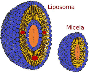 Representación gráfica del mecanismo de incorporación de contraste en micelas y liposomas. Las micelas son estructuras esféricas con una única capa de fosfolípidos. Las regiones hidrofóbicas se localizan en el interior de la micela, mientras que las regiones hidrofílicas se exponen al exterior. Las micelas pueden encapsular sustancias hidrofóbicas en su núcleo, lo que las hace útiles para transportar fármacos insolubles en agua o agentes de contraste que de otra forma serían difíciles de administrar. Los liposomas son vesículas formadas por una bicapa lipídica que encapsula un volumen de solución acuosa en su núcleo. A diferencia de las micelas, los liposomas pueden contener y transportar tanto sustancias hidrofílicas en su núcleo como sustancias hidrofóbicas en su bicapa (círculos rojos en la imagen). Adaptación de un dibujo original de Mariana Ruiz Villarreal.