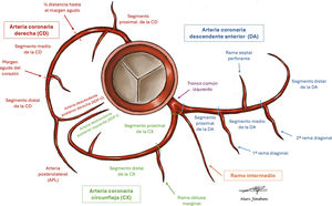 División anatómica de las arterias coronarias, basada en el modelo de la SCCT (Society of Cardiovascular Computed Tomography).