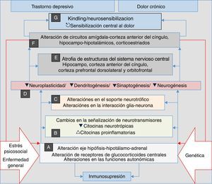 El estrés, la enfermedad general y los factores genéticos son el terreno en el cual se desencadenan los procesos que confluyen en manifestaciones clínicas de depresión, ansiedad, dolor e insomnio. Se inician con alteraciones autonómicas y en el eje neuroendocrino (A) que desencadenan cambios neuroquímicos (B) y en el soporte trófico (C), lo cual genera alteraciones microestructurales (D) y posteriormente macroestructurales (E) y funcionales (F), con lo que se establece un complejo patológico (G) que puede ser común a las 4 manifestaciones clínicas. Obsérvese la perpetuación del fenómeno psicopatológico por la influencia de (F) en (A) (líneas dobles rojas).