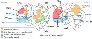 Representación de las áreas anatómicas involucradas en la cognición social. En amarillo se indican los territorios anatómicos vinculados a los procesos de atribución social. En rojo se presentan las áreas asociadas a las adaptaciones del comportamiento. En azul se representan las regiones vinculadas a los procesos relacionados con las emociones y la motivación. En verde se señalan las áreas a las que se atribuye participación en los procesos de percepción sensorial. AFC: área fusiforme; AMI: amígdala; CCP: córtex cingulado posterior; COF: córtex orbitofrontal; CPFdl: córtex prefrontal dorsolateral; CPFm: córtex prefrontal medial; CPMv: corteza premotora ventral; EV: estriado ventral; IA: ínsula anterior; JTP: junción temporoparietal; PCu: precúneo; STS: surco temporal superior.