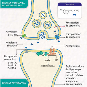Procesos moleculares de bioseñalización de serotonina: liberación de serotonina por la neurona presináptica; unión de la serotonina a uno de los receptores en una neurona postsináptica; activación de la proteína G, la adenil ciclasa y las proteincinasa A; formación de adenosina monofosfato cíclico (AMPc); recaptación de serotonina por el transportador de serotonina en la neurona presináptica, y autorreceptor de serotonina en la neurona presináptica. (Representación realizada por los autores y diseñada por Melissa Zuluaga Hernández.).