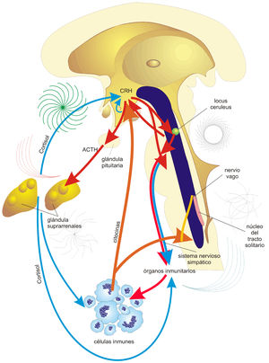 Comunicación psiconeuroinmunoendocrina. En respuesta a eventos estresantes, se produce corticotropina (CRH) en el hipotálamo y se induce en la hipófisis la adrenocorticotropina (ACTH), la cual en la glándula adrenal estimula la liberación de cortisol, que modula la respuesta del sistema inmunitario. La CRH, actuando en el tronco encefálico, estimula el sistema autónomo, que inerva los órganos inmunes y regula las respuestas inflamatorias en el cuerpo. La alteración de estas interacciones conduce o agrava procesos patológicos como en la AR. Las líneas rojas y naranjas indican estímulo y las azules, inhibición. Tomado y modificado de Sternberg et al.95.