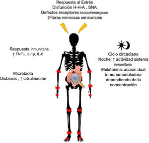 Respuesta al estrés, ciclo circadiano y microbiota en la artritis reumatoide. En situación de estrés en la artritis reumatoide, la habitual influencia antiinflamatoria del eje HHA y el SNS ya no es funcional debido a la disminución en la secreción de cortisol, la pérdida de fibras nerviosas simpáticas, los defectos en los receptores betaadrenérgicos y el aumento relativo de fibras nerviosas sensoriales. La melatonina podría regular al alza o a la baja el sistema inmunitario dependiendo del estado celular y la concentración; a concentraciones> 30μg/kg, los efectos se tornan proinflamatorios. Además, la respuesta inmunitaria varía en el transcurso del día y alcanza su pico de producción en la noche y la madrugada. En pacientes con AR se ha descrito importante disbiosis y aumento de la citrulinación de proteínas.